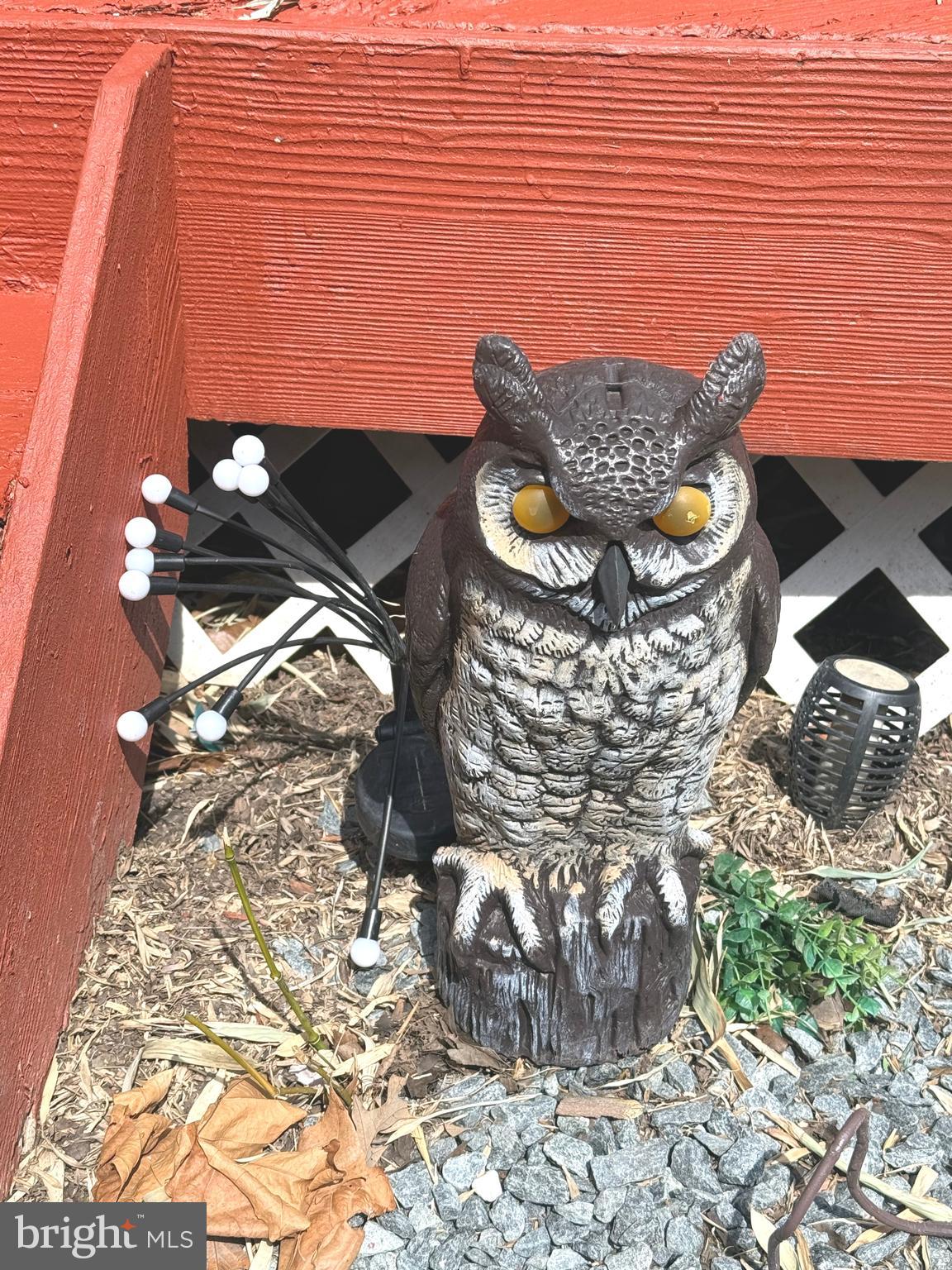 11321 College View Drive Silver Spring, MD 20902 - Photo 50 of 83 Owl at the steps of the outdoor deck.