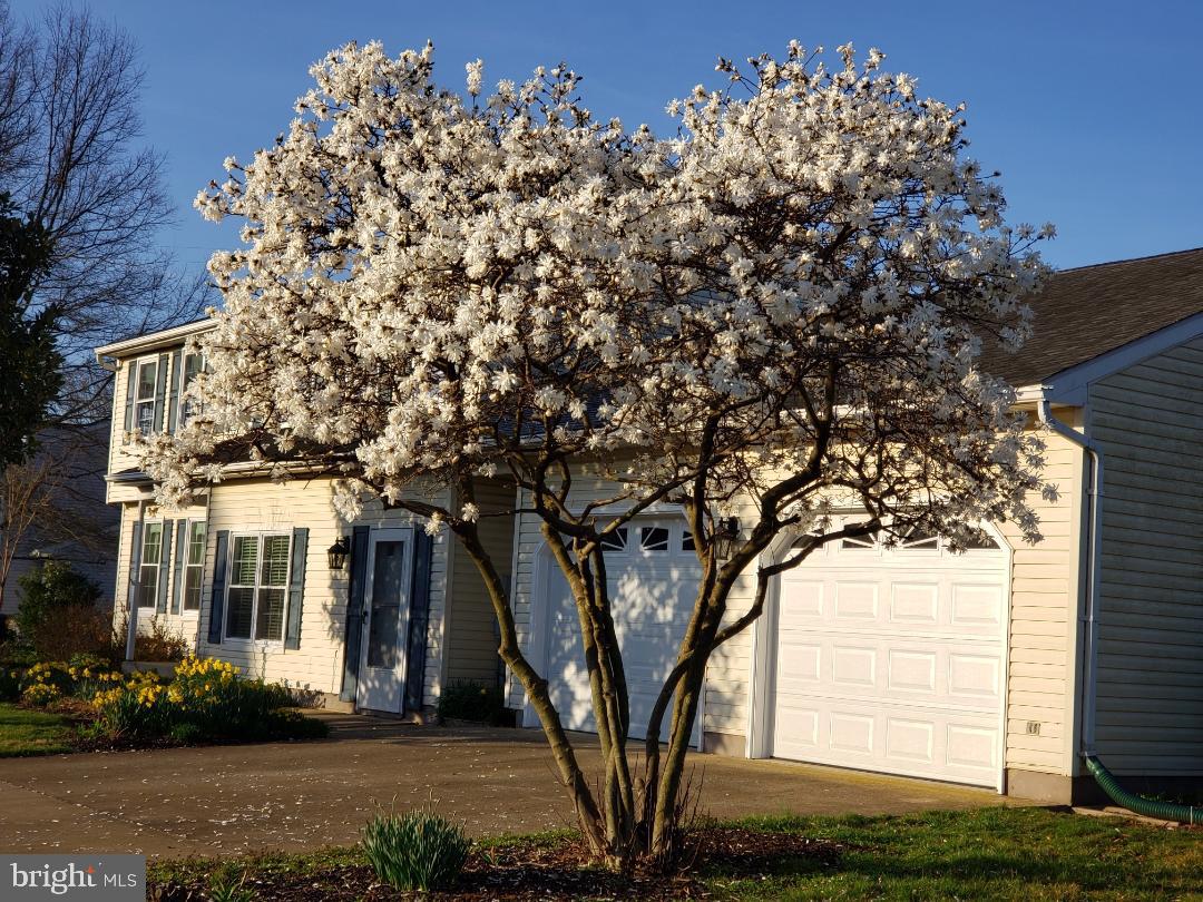 2177 Ambleside Court Frederick, MD 21702 - Photo 3 of 55 Star Magnolia in bloom late March