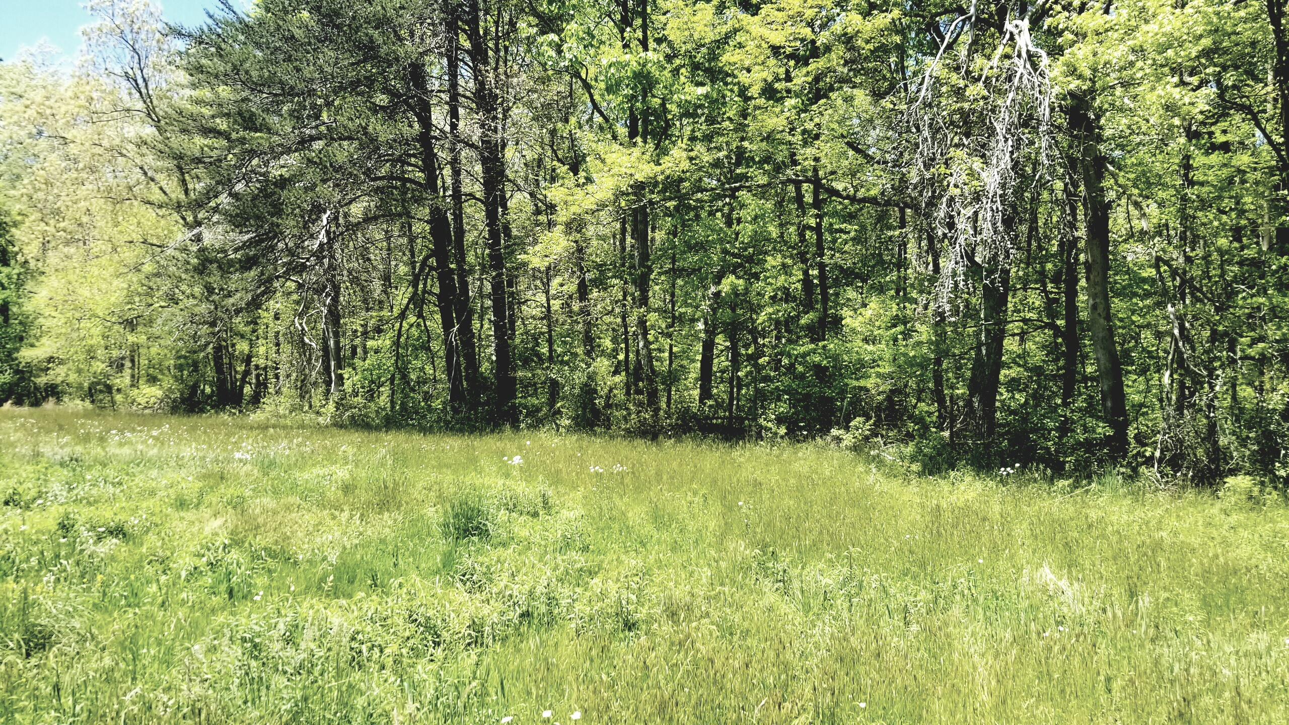 Plateau Road Crossville, TN 38571 - Photo 20 of 27 20210506_124921