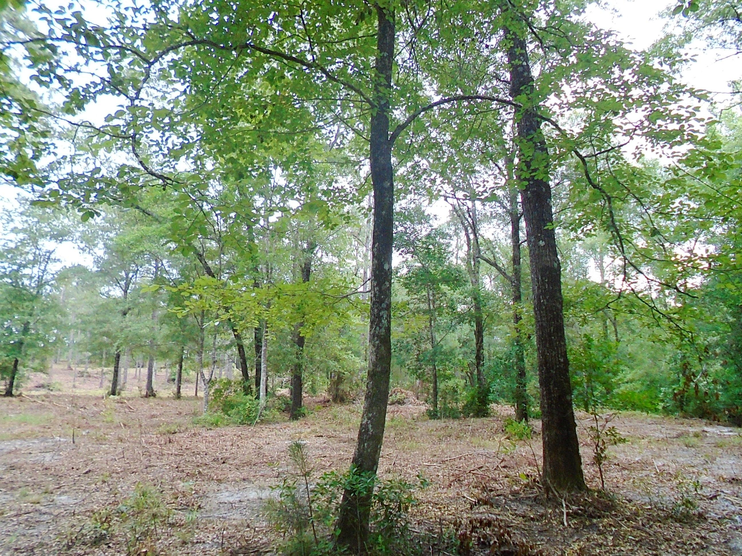 10-acres Davidson Road DeFuniak Springs, FL 32433 - Photo 12 of 17 P Bell 014