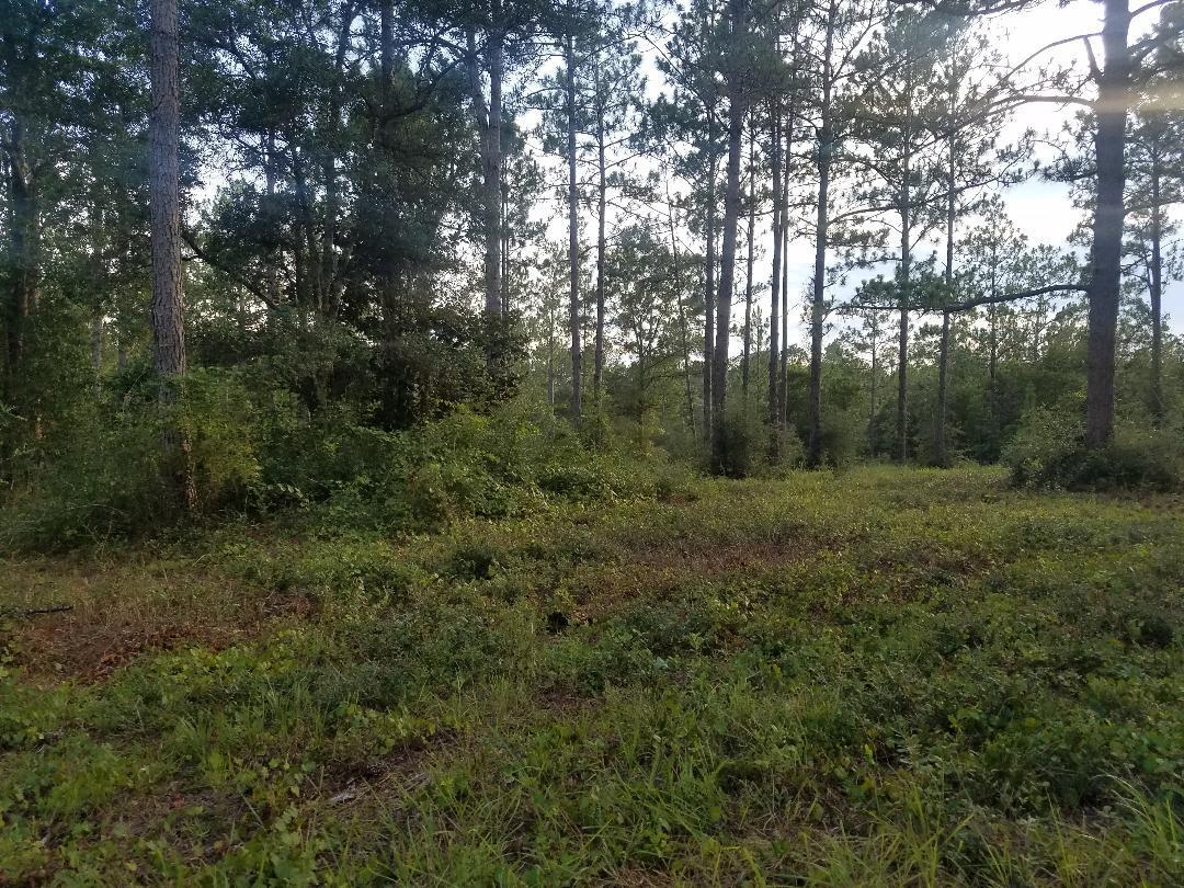 10-acres Davidson Road DeFuniak Springs, FL 32433 - Photo 3 of 17 tc4