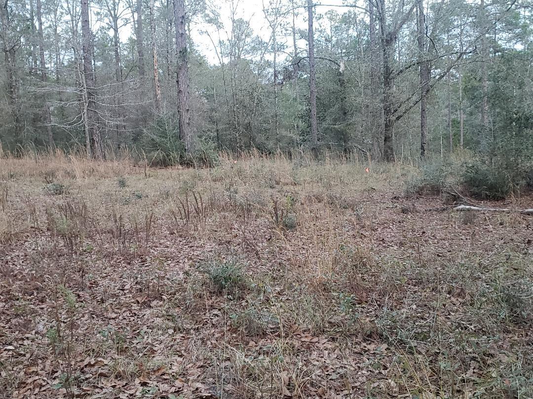 10-acres Davidson Road DeFuniak Springs, FL 32433 - Photo 4 of 17 tc2