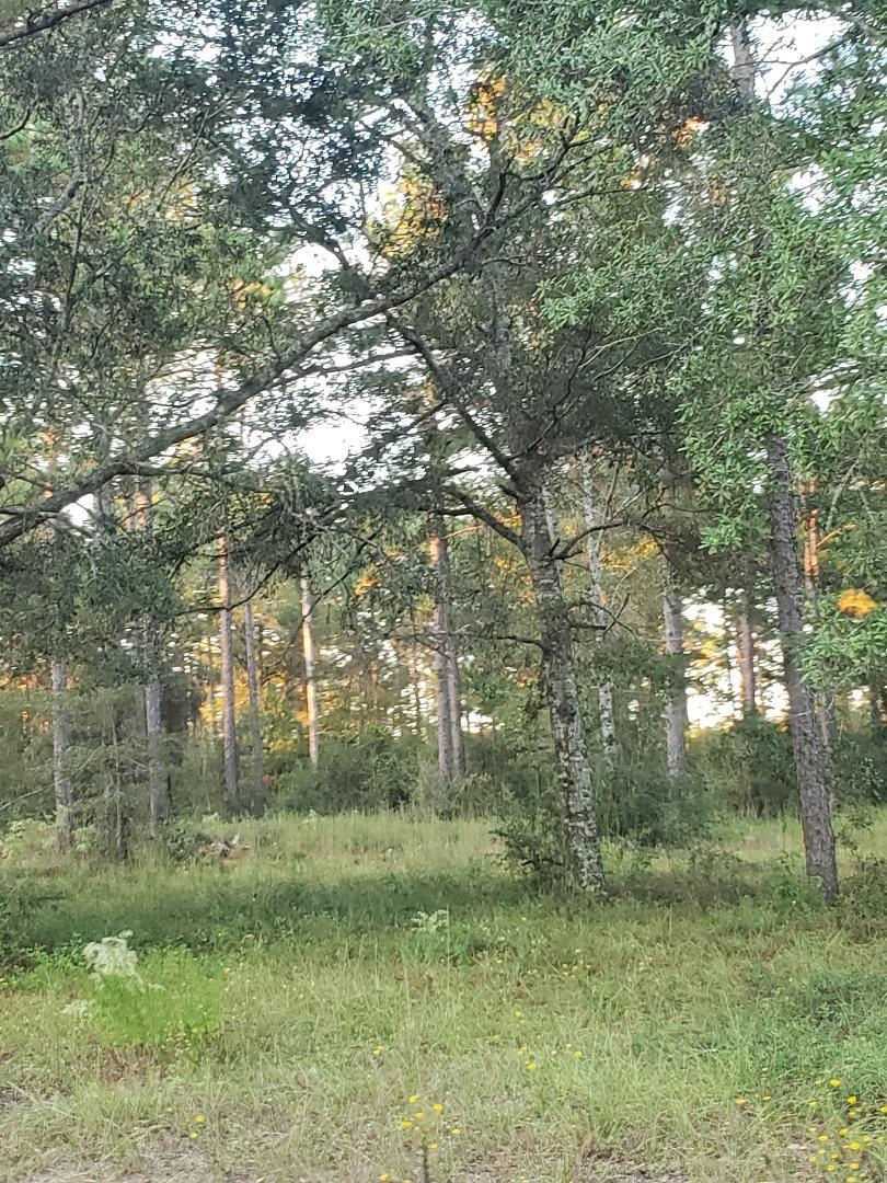 10-acres Davidson Road DeFuniak Springs, FL 32433 - Photo 5 of 17 tc1
