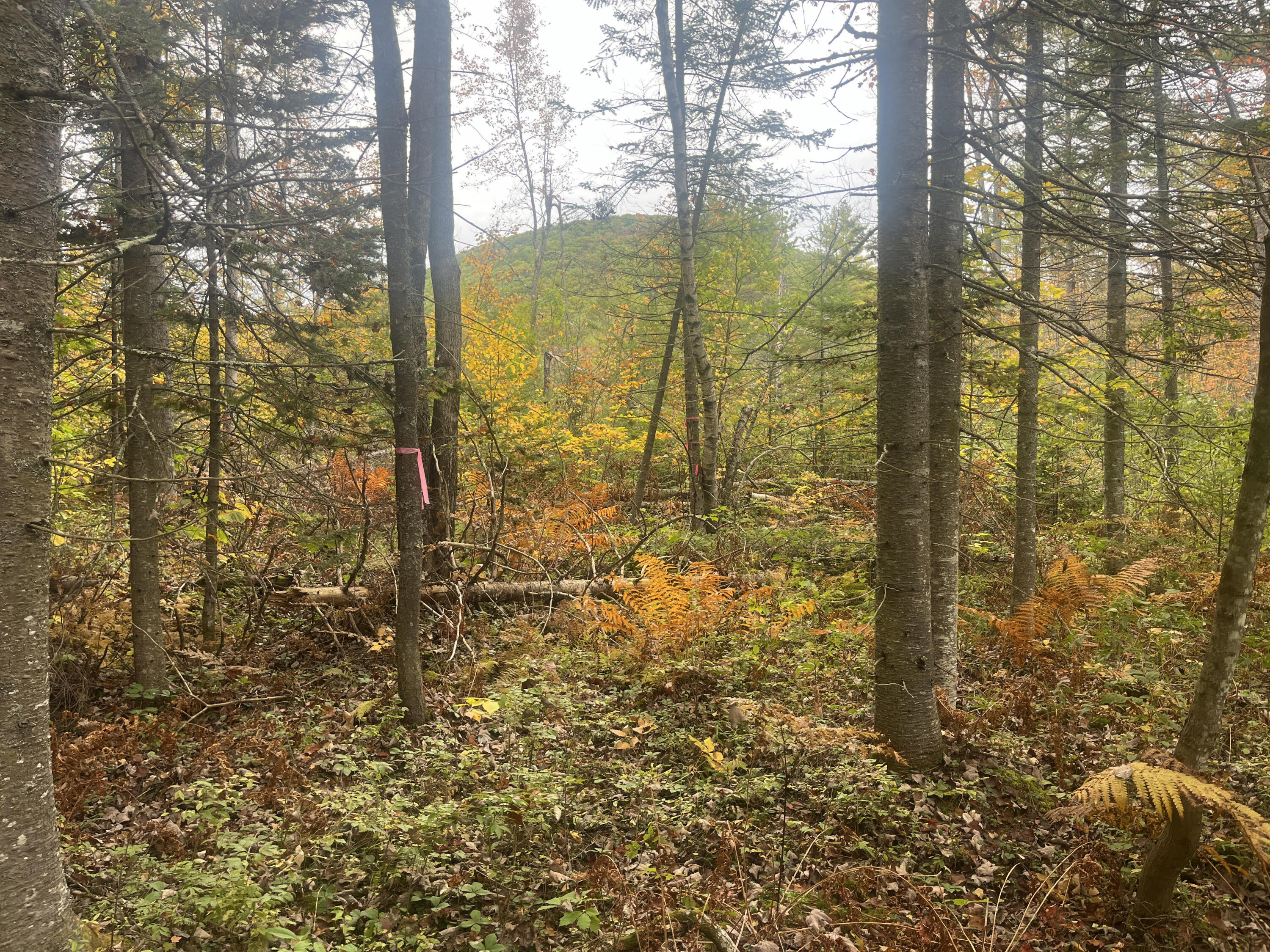 0 Harmon Notch Road Brownfield, ME 04010 - Photo 18 of 24 4