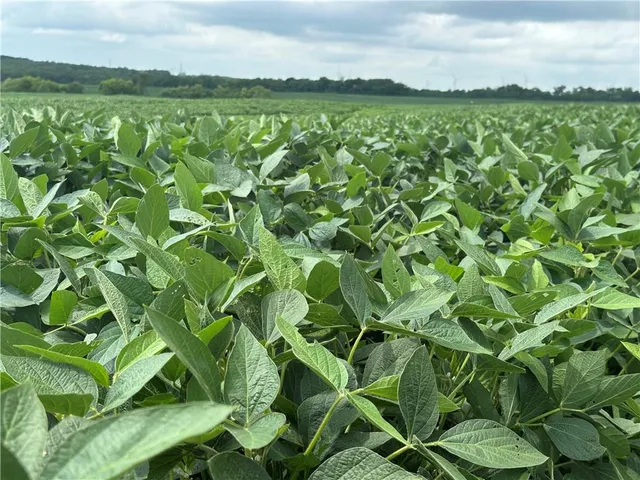 $768,750 | Southwest Patton Road, Amity, MO 64422