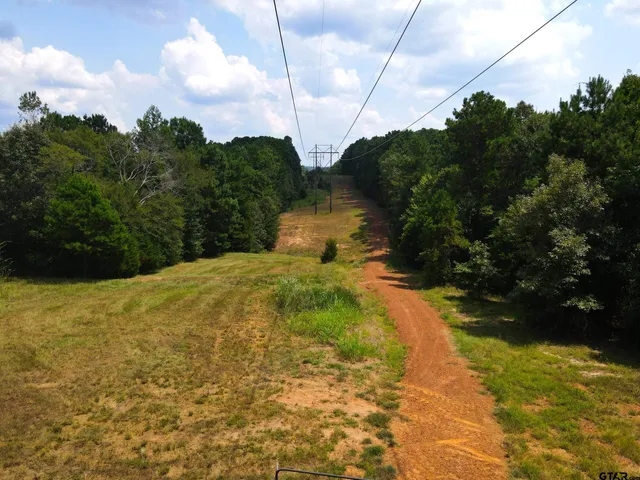 a view of a forest with trees in the background
