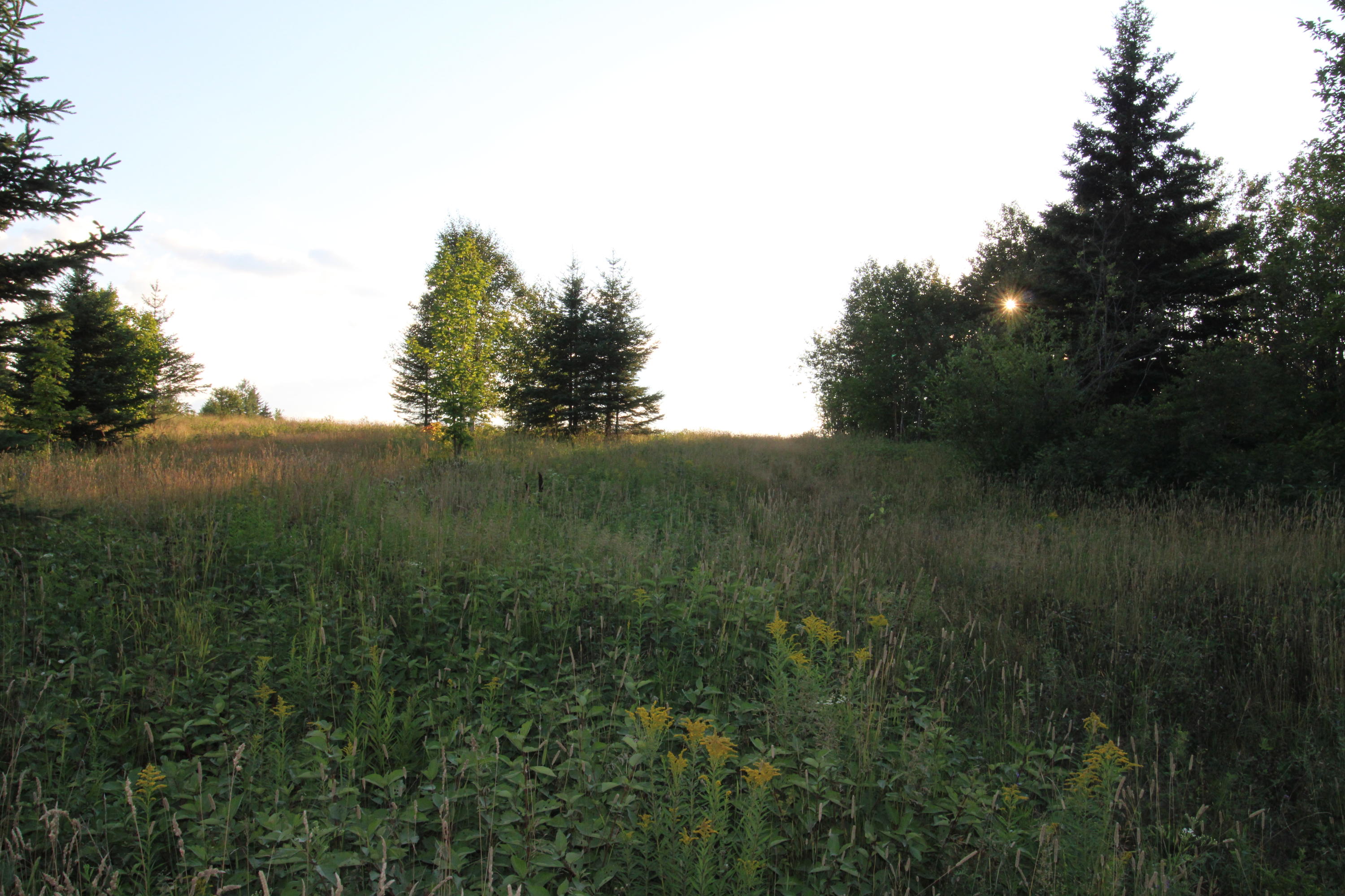 Map9-lot11 Tupper Road Perham, ME 04766 - Photo 6 of 6 IMG_0979
