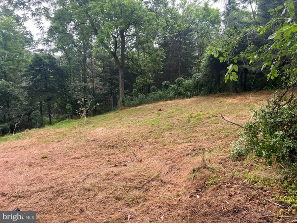 a view of a yard with trees