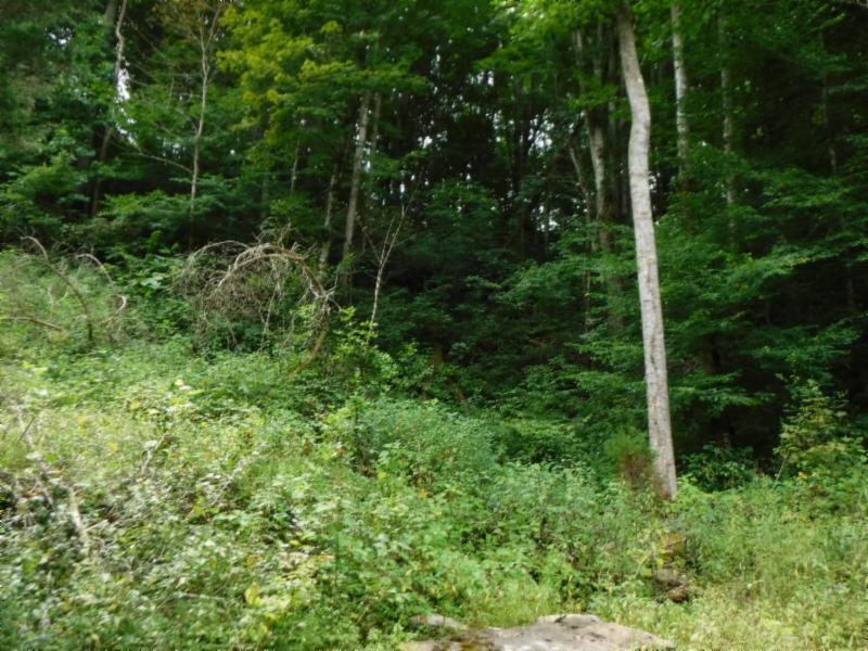 23.64 Garrett Mill Road Livingston, TN 38570 - Photo 7 of 30 08022018 012
