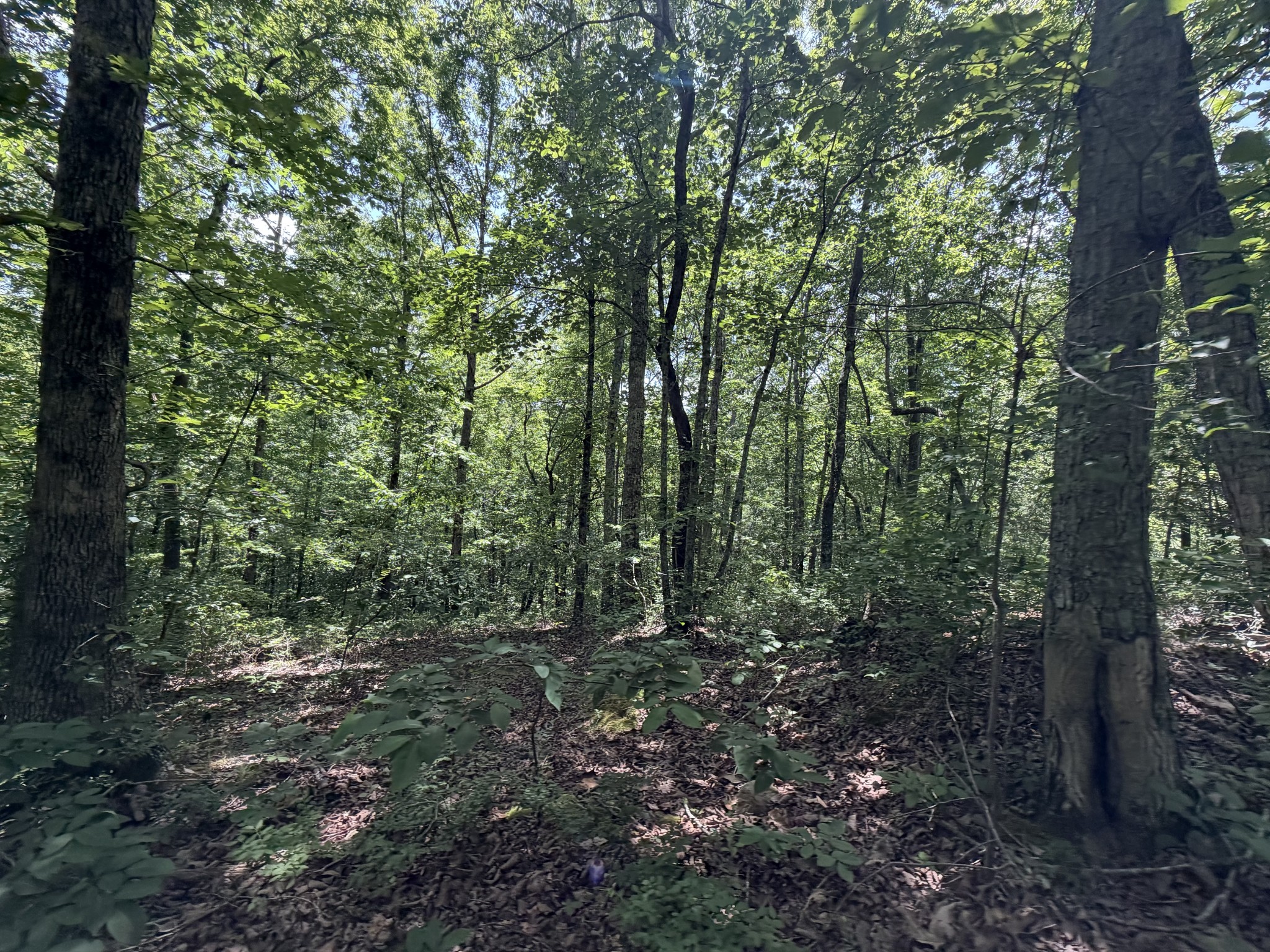 215 Bar Bee Road Hohenwald, TN 38462 - Photo 28 of 51