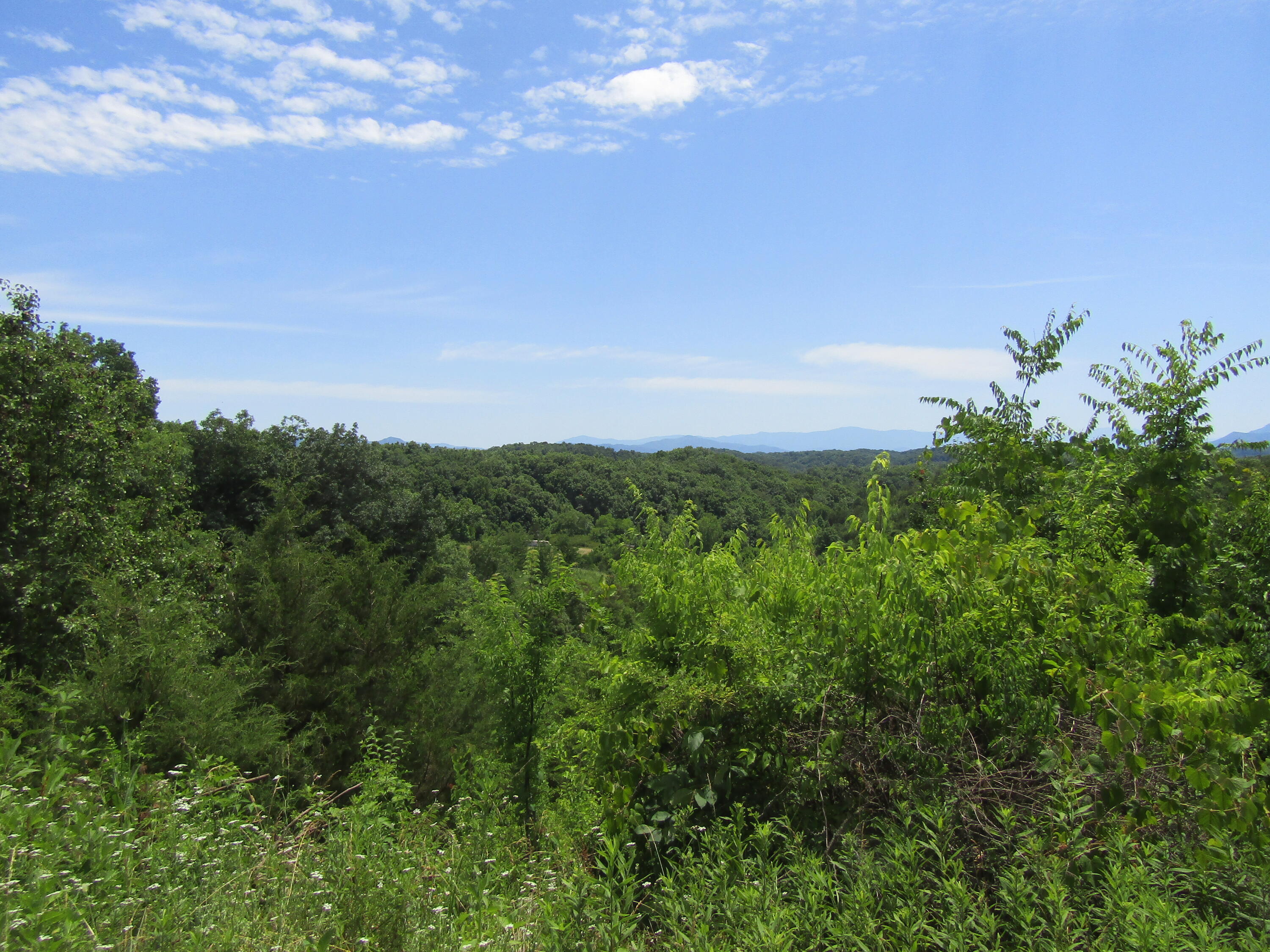 1322 Palmer Hollow Road Bybee, TN 37713 - Photo 5 of 23 2022-06-20 14.29.17