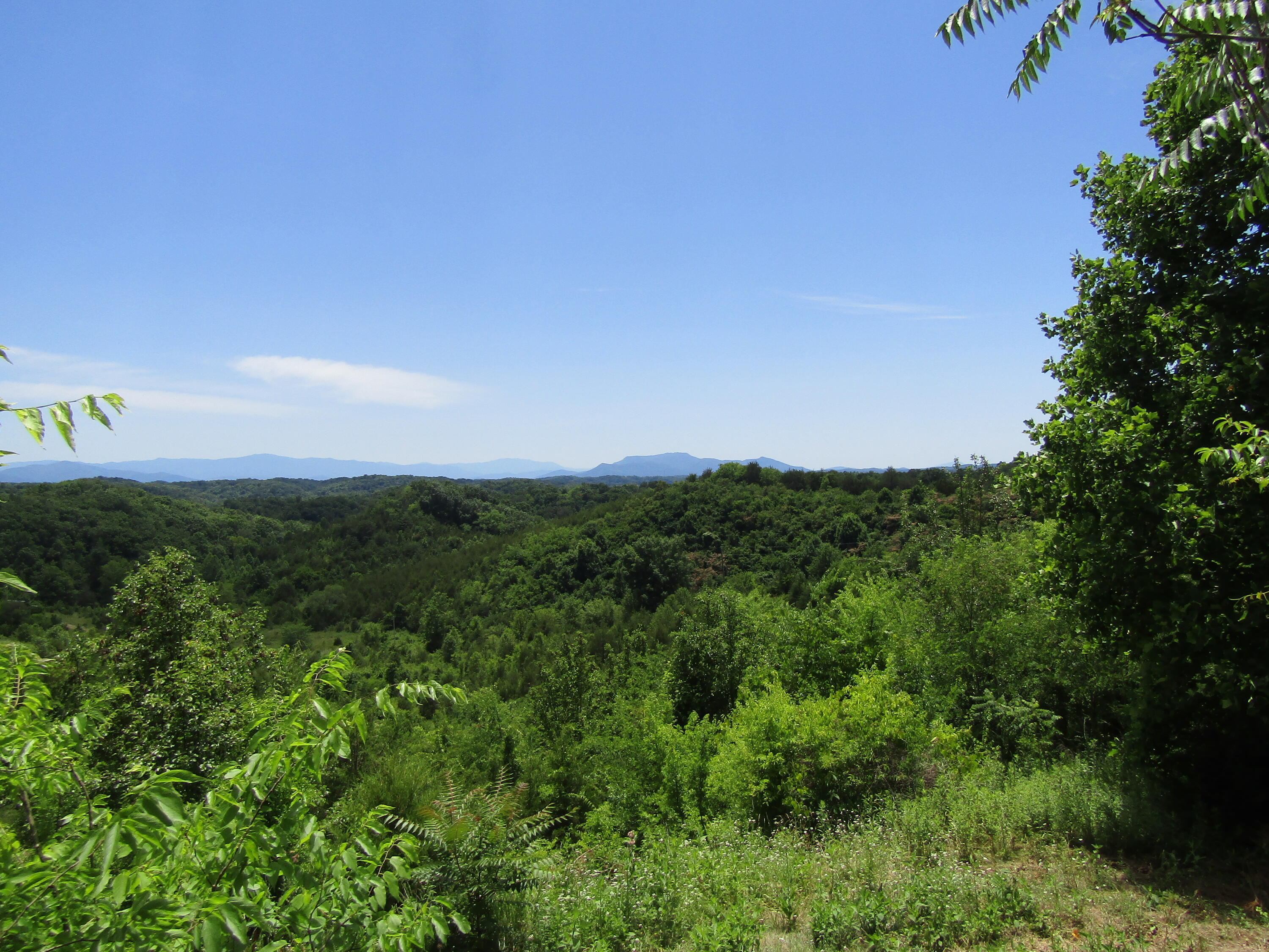 1322 Palmer Hollow Road Bybee, TN 37713 - Photo 6 of 23 2022-06-20 14.20.14