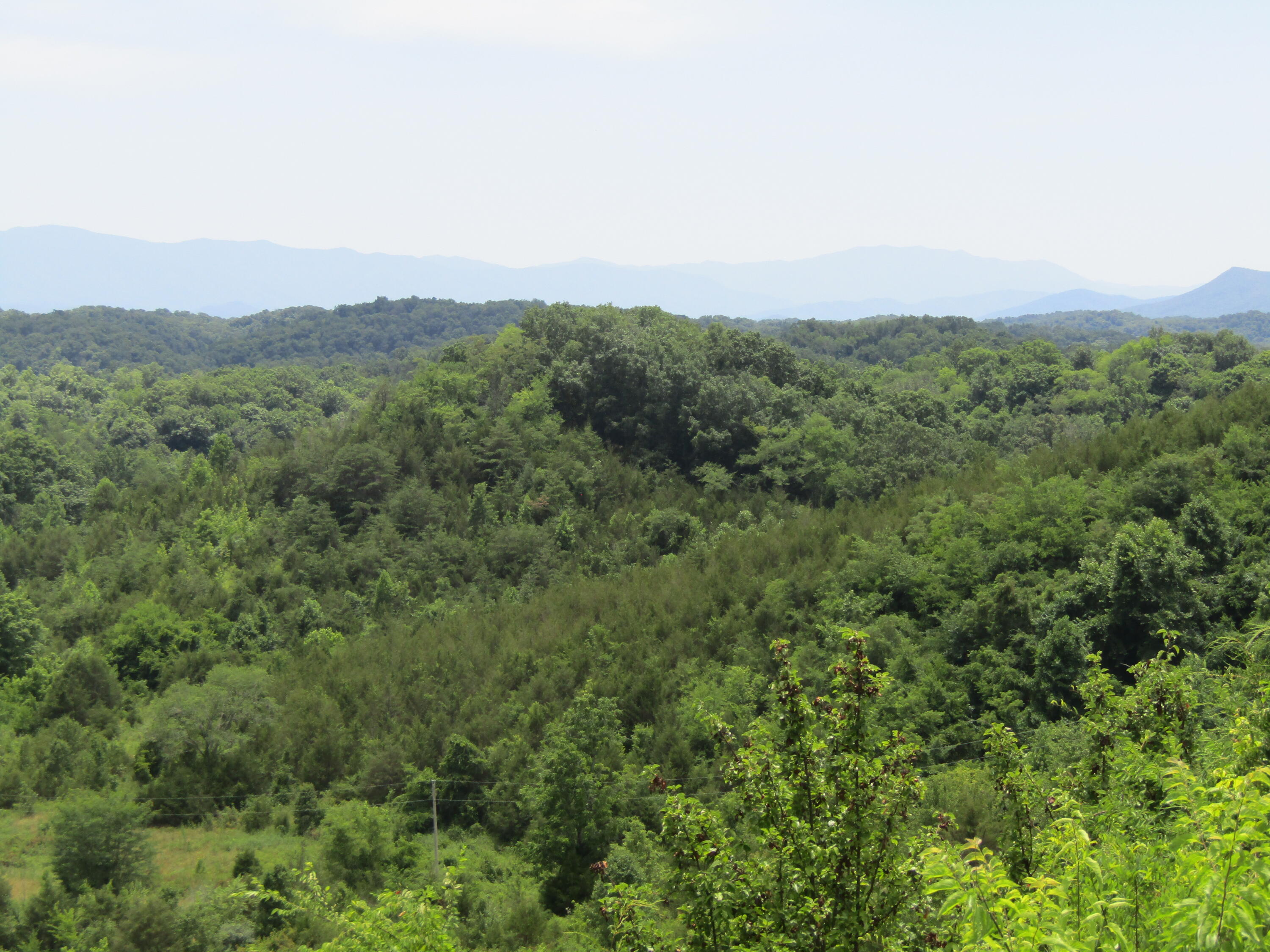 1322 Palmer Hollow Road Bybee, TN 37713 - Photo 7 of 23 2022-06-20 14.16.52