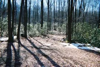 a view of dirt yard with a large trees