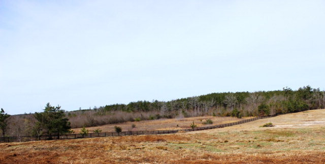1 A Zane Trace Road Aiken, SC 29805 - Photo 8 of 11 a view of a dry yard with trees