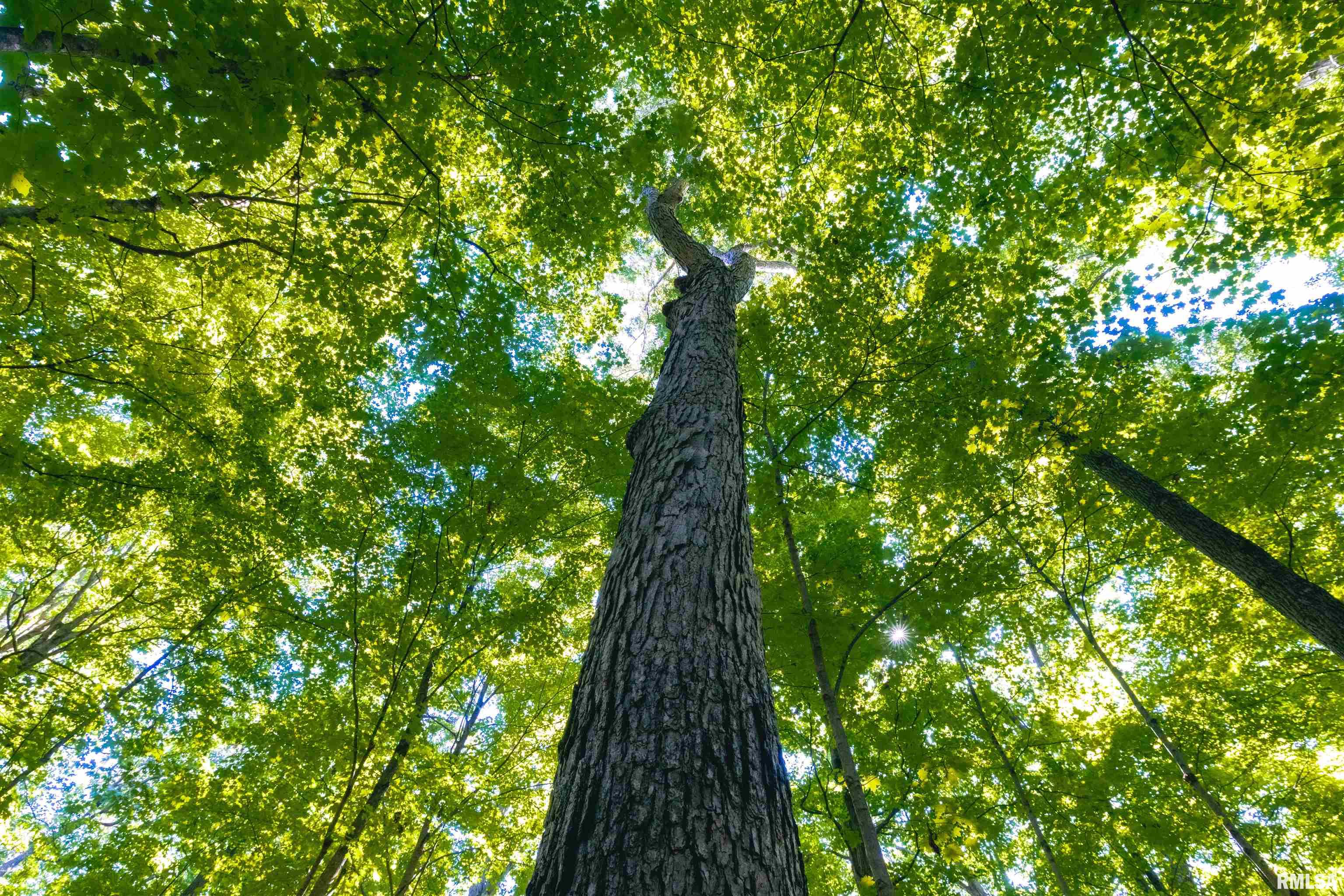0 County Road 1550 Road Oakland, IL 61943 - Photo 22 of 22
