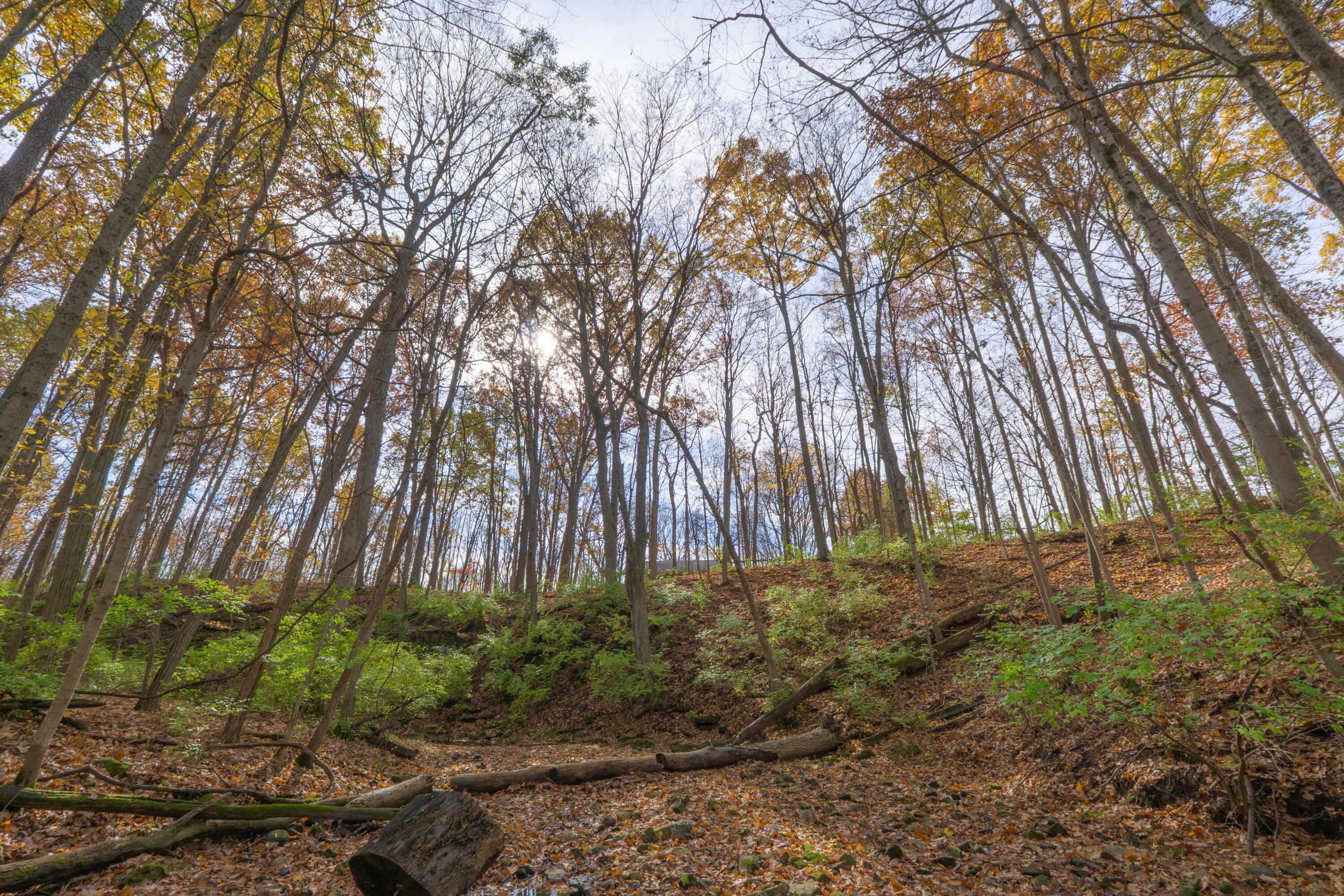 3880 Fry Road Ostrander, OH 43061 - Photo 63 of 82 Another view of the ravine and streambed.