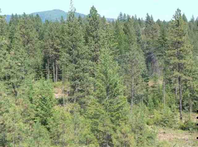 14000 East Nelson Road Elk, WA 99009 - Photo 5 of 8 Gallery Image 5