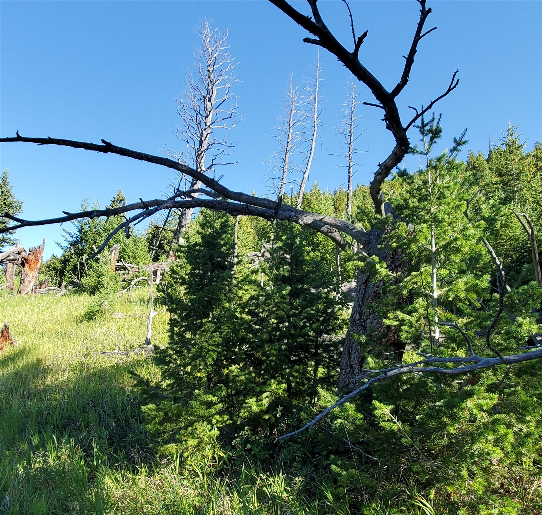 3384 Joslin Creek Road Augusta, MT 59410 - Photo 9 of 17 Gallery Image 9