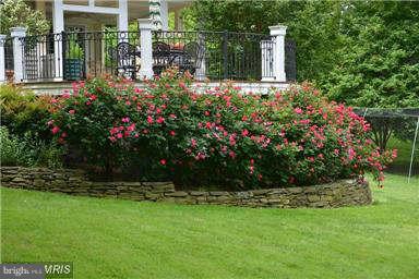 1841 Beulah Road Vienna, VA 22182 - Photo 8 of 30 Mature Rose Bushes next to the Deck