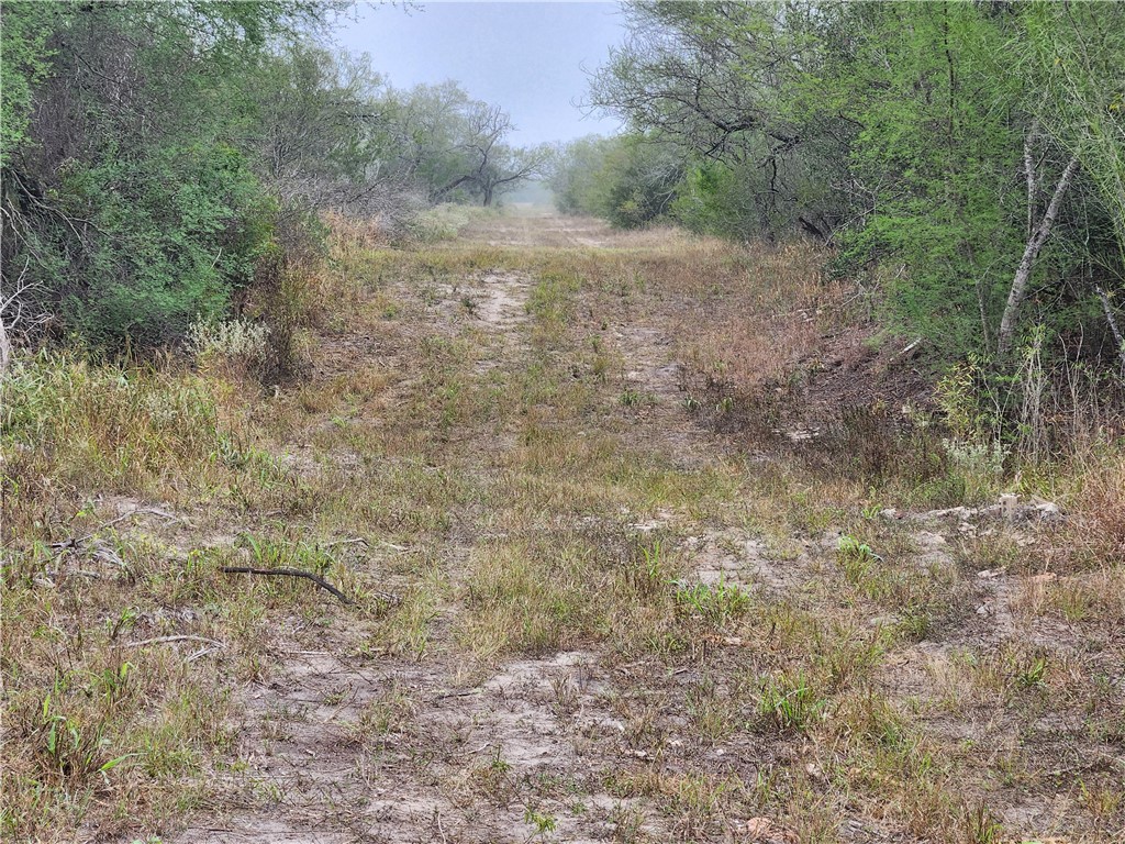 1888 County Road 440 Alice, TX 78332 - Photo 20 of 32 a view of a dry yard with trees in the background