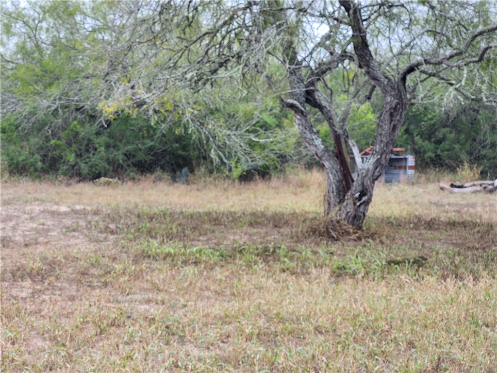 1888 County Road 440 Alice, TX 78332 - Photo 2 of 32 a view of a yard with a tree