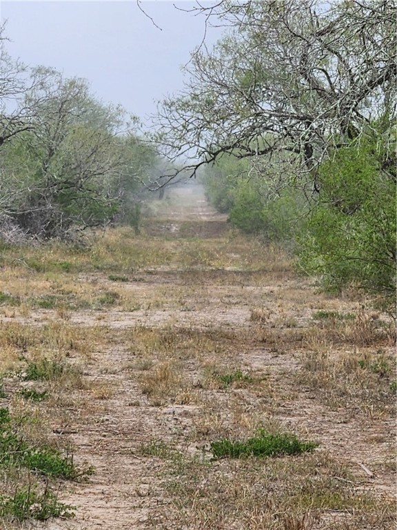 1888 County Road 440 Alice, TX 78332 - Photo 21 of 32 a view of a dry yard with trees