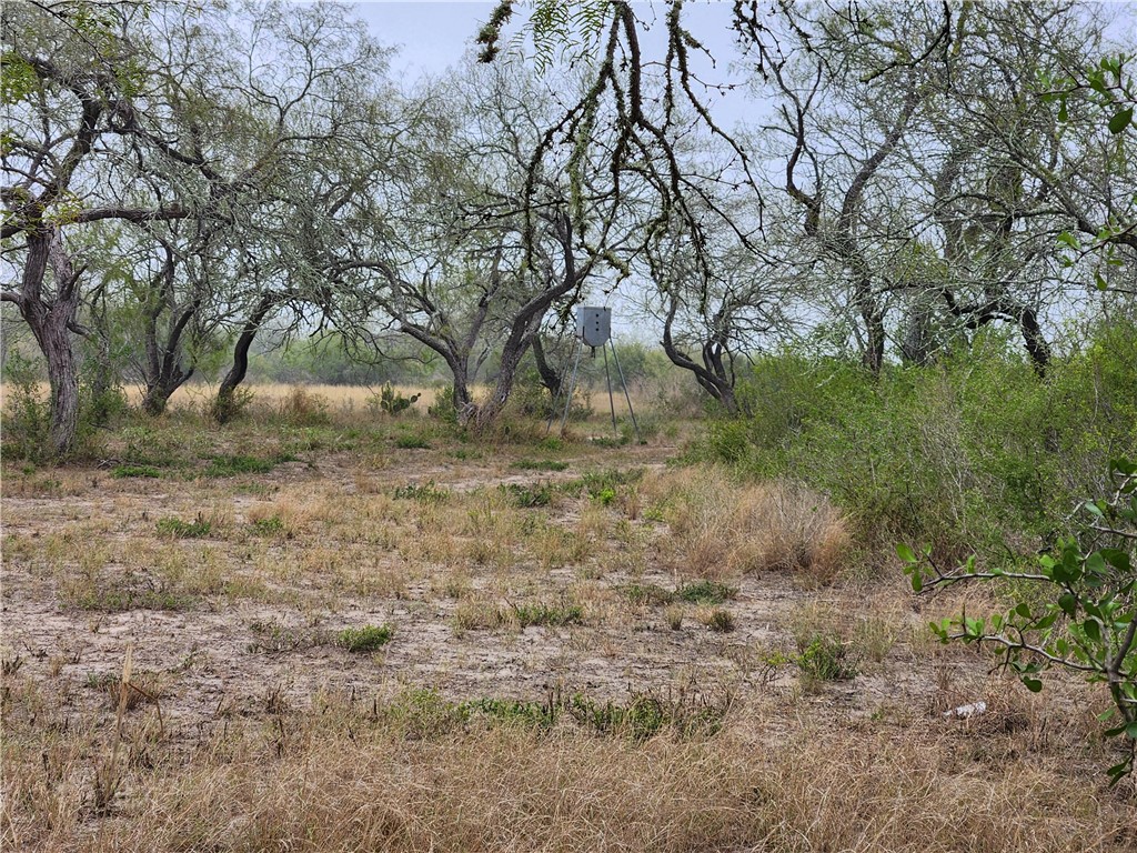1888 County Road 440 Alice, TX 78332 - Photo 22 of 32 a view of dirt yard with a tree