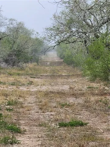 a view of dirt yard with a tree