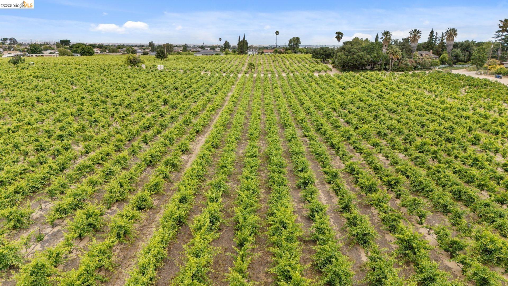 700 Brownstone Road Oakley, CA 94561 - Photo 6 of 58 Expansive agricultural property featuring rows of cultivated crops under a clear sky