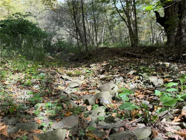 $99,900 | Melnyk Road, Berkshire, NY 13736