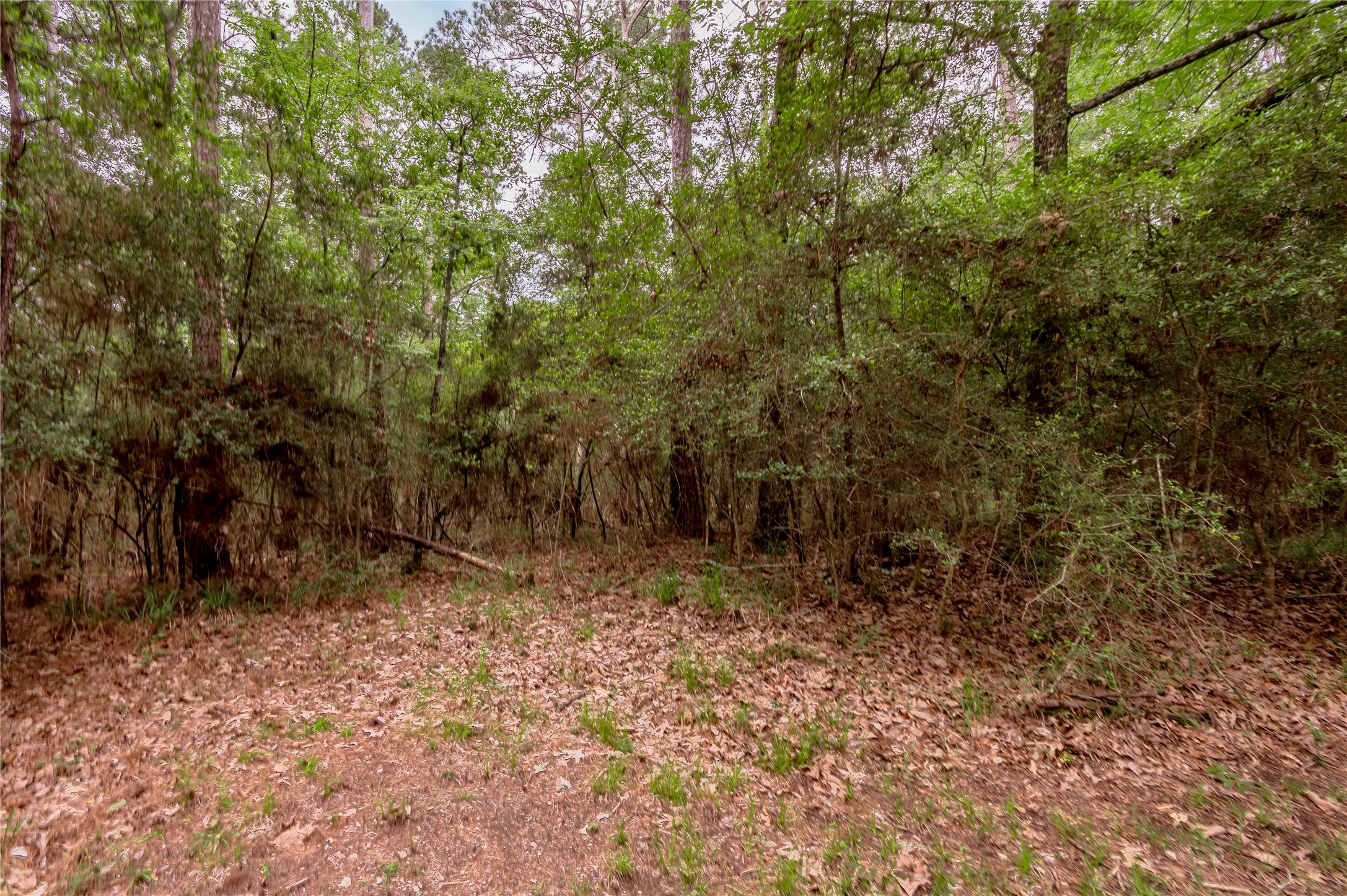 Lot 9 Rohm Place Point Blank, TX 77364 - Photo 10 of 26