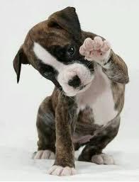 21310 Falls Ridge Way Boca Raton, FL 33428 - Photo 29 of 33 Pet friendly