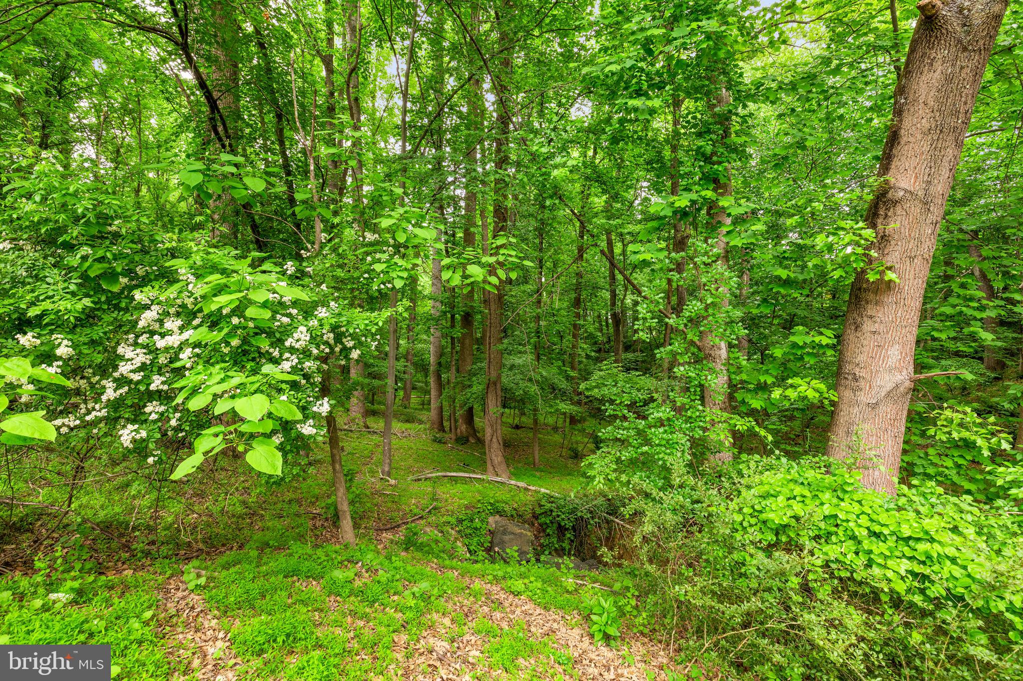21 Catoctin Court Silver Spring, MD 20906 - Photo 29 of 34