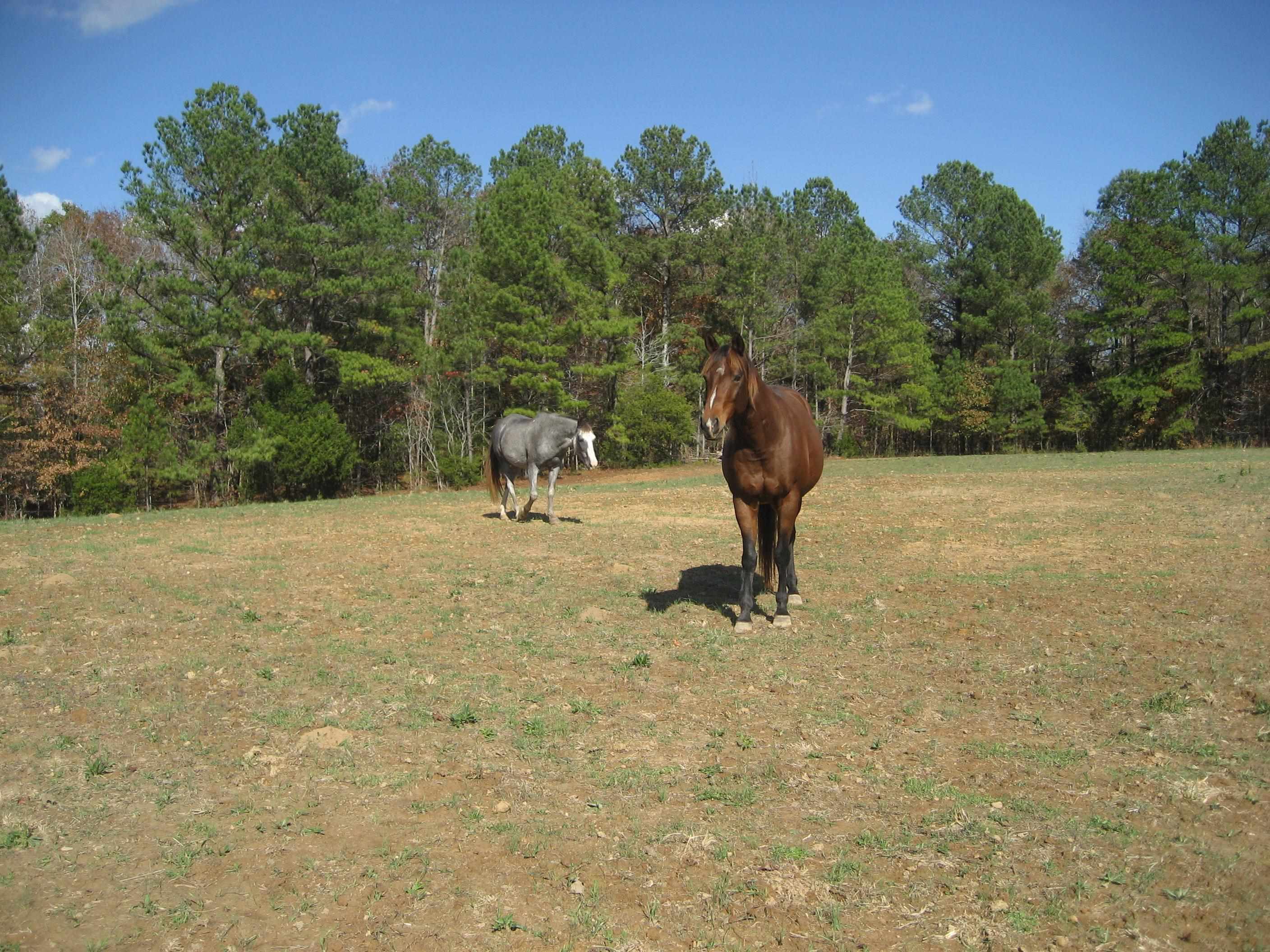 1130 Seaton Loop Adamsville, TN 38310 - Photo 23 of 24 a view of a yard