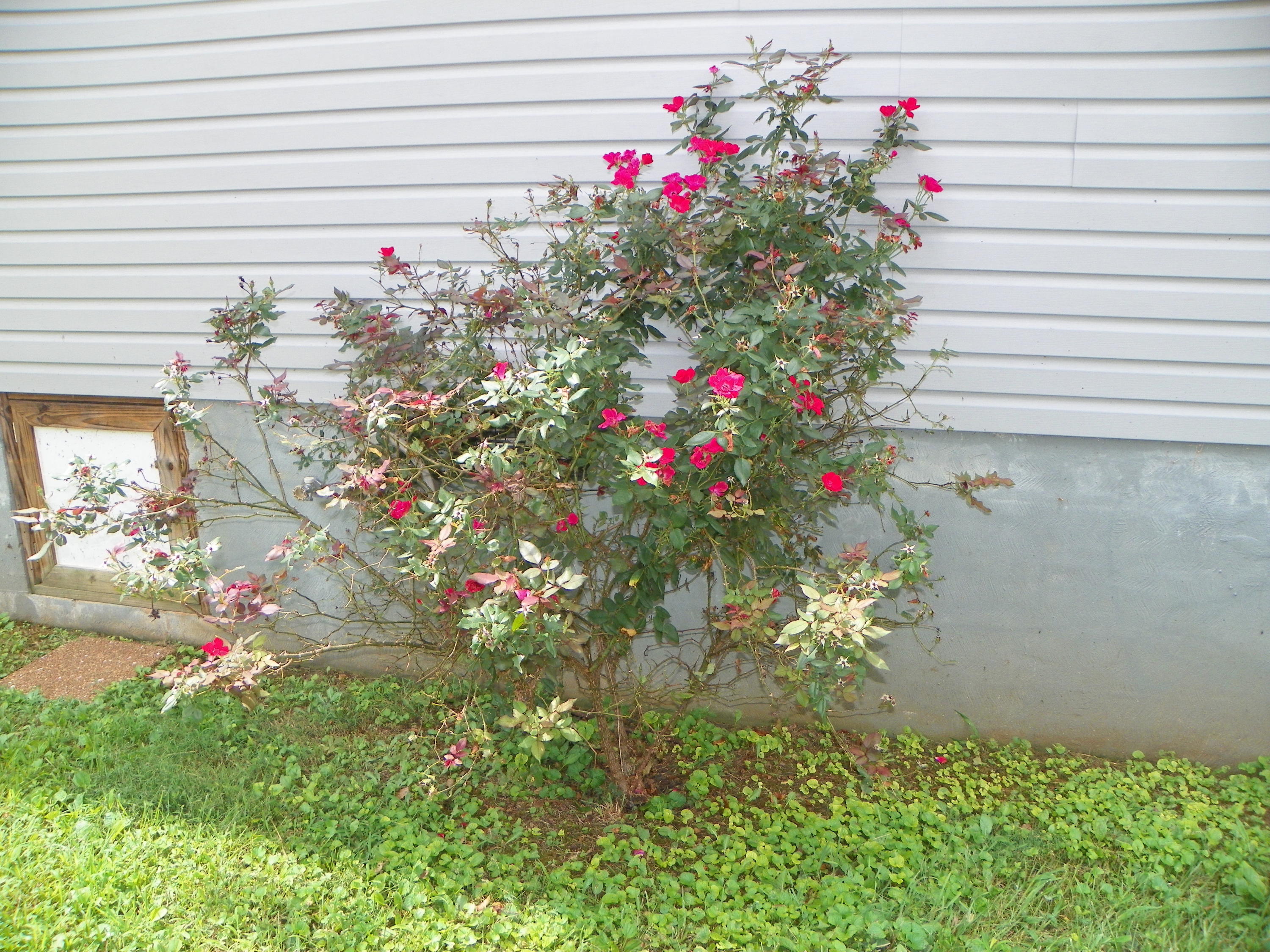204 Den Lane Heiskell, TN 37754 - Photo 32 of 40 Rose Plant