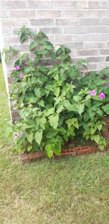 2708 Stockton Street Denton, TX 76209 - Photo 36 of 40 a backyard of a house