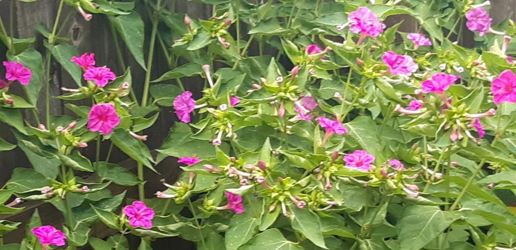 2708 Stockton Street Denton, TX 76209 - Photo 37 of 40