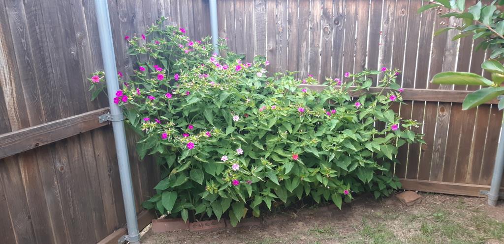 2708 Stockton Street Denton, TX 76209 - Photo 38 of 40 a view of a backyard with flowers