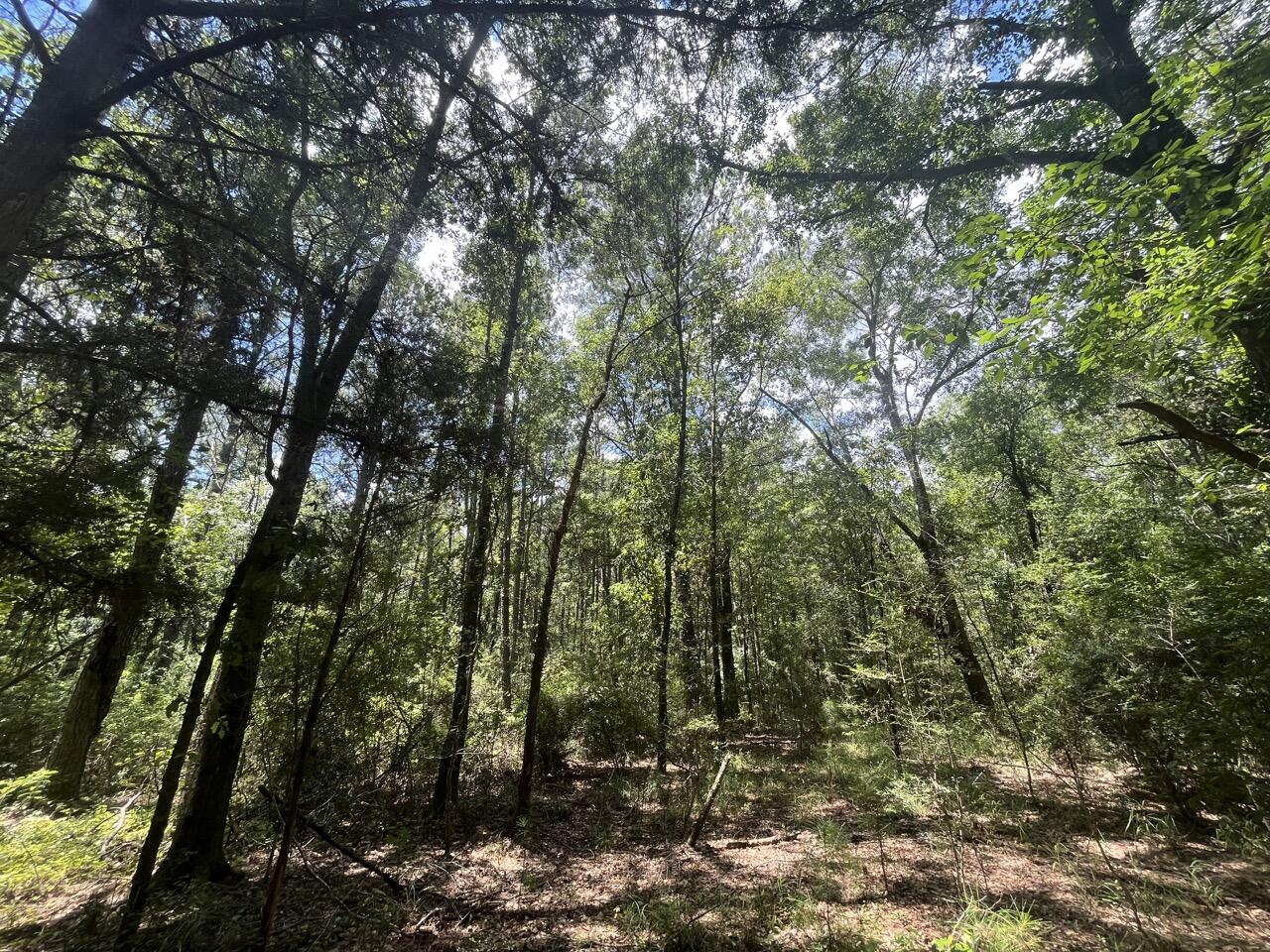 30-ac Ezra Cook Road Baker, FL 32531 - Photo 5 of 9 a view of forest
