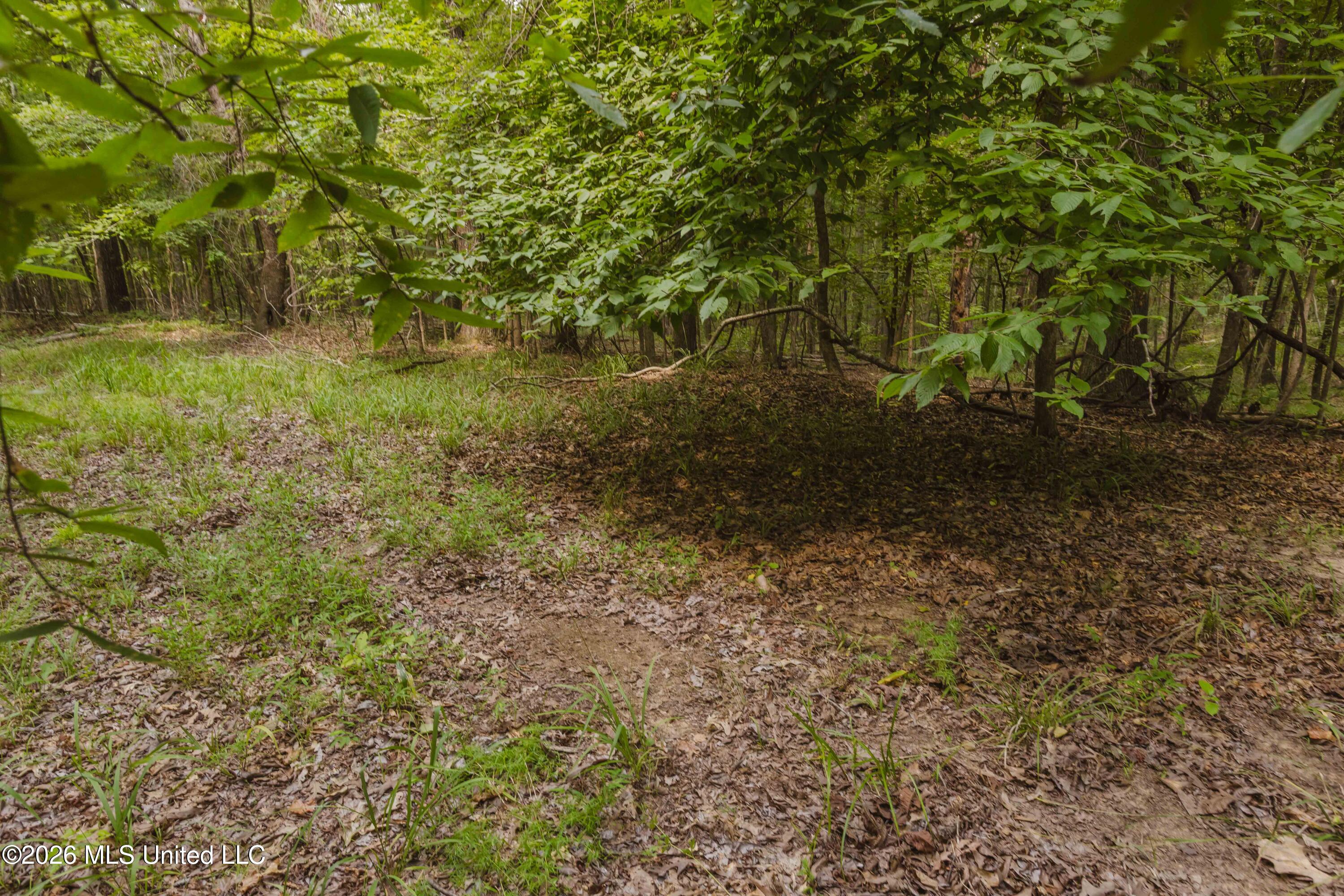 Tallaha Road Scobey, MS 38953 - Photo 6 of 19 watsonphotography260725150414