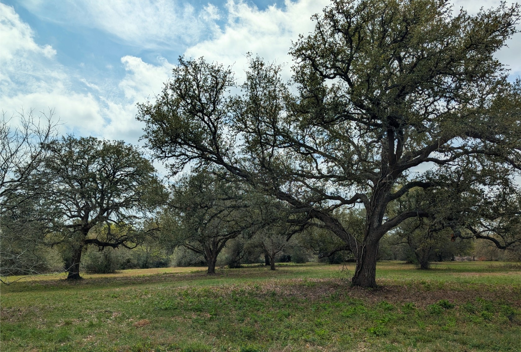 a view of backyard with green space