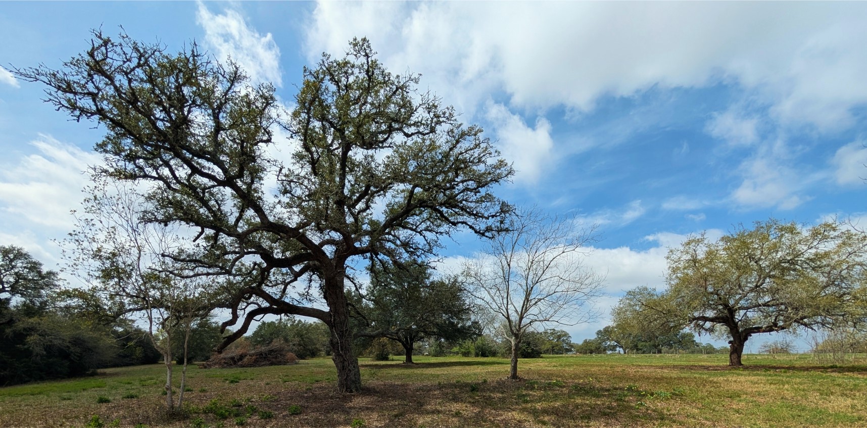 9487 Bauer Road Fayetteville, TX 78940 - Photo 13 of 16 a view of a yard with a trees