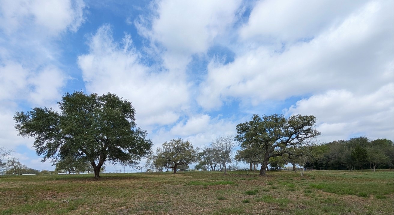 9487 Bauer Road Fayetteville, TX 78940 - Photo 14 of 16 a view of a trees in a yard