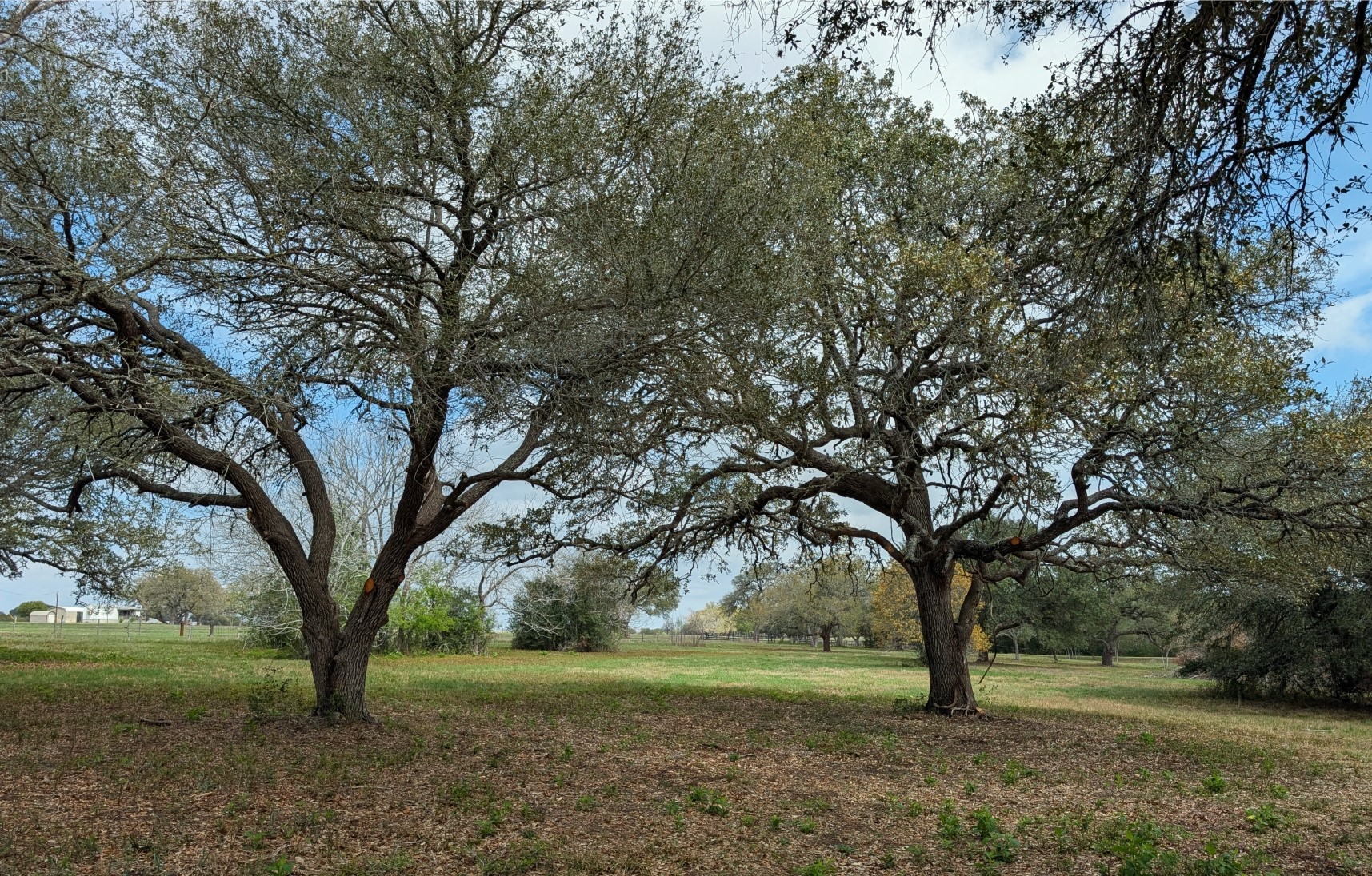 9487 Bauer Road Fayetteville, TX 78940 - Photo 15 of 16 a view of outdoor space with trees