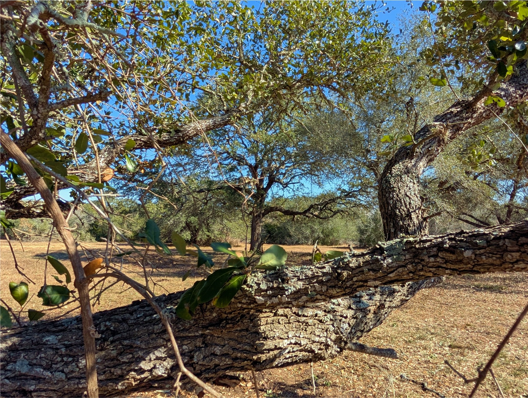9487 Bauer Road Fayetteville, TX 78940 - Photo 3 of 16 a backyard of a house with table and chairs