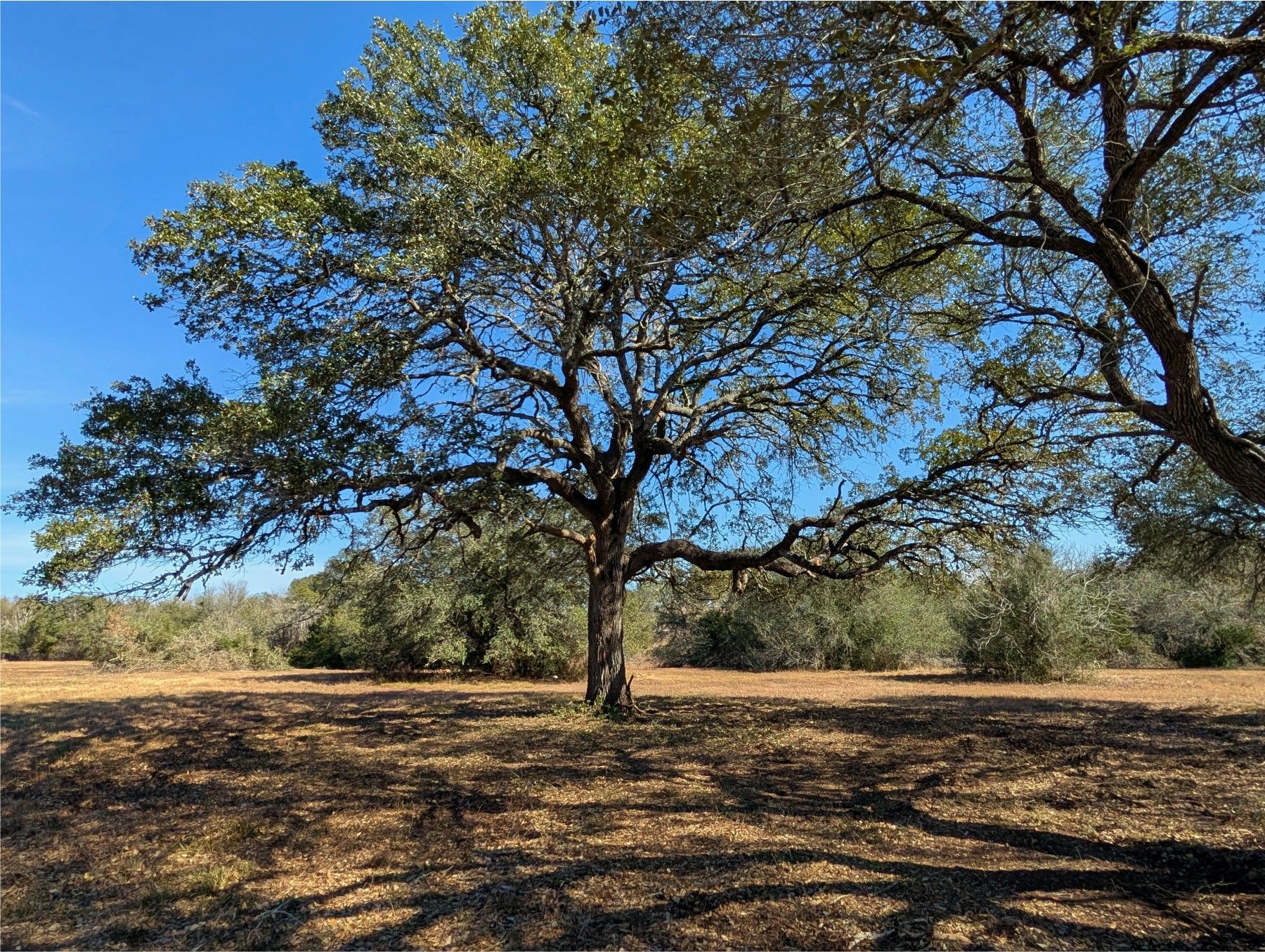 9487 Bauer Road Fayetteville, TX 78940 - Photo 4 of 16 a view of a yard with an trees