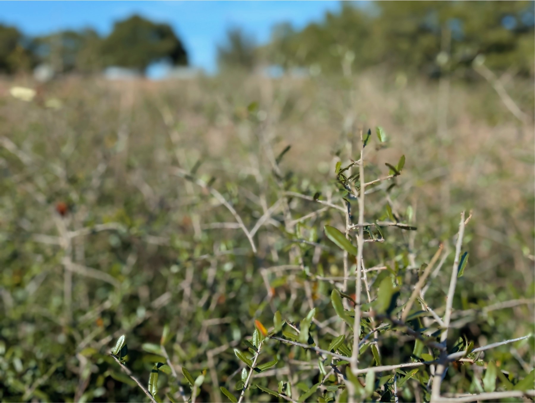 9487 Bauer Road Fayetteville, TX 78940 - Photo 5 of 16 a view of a window