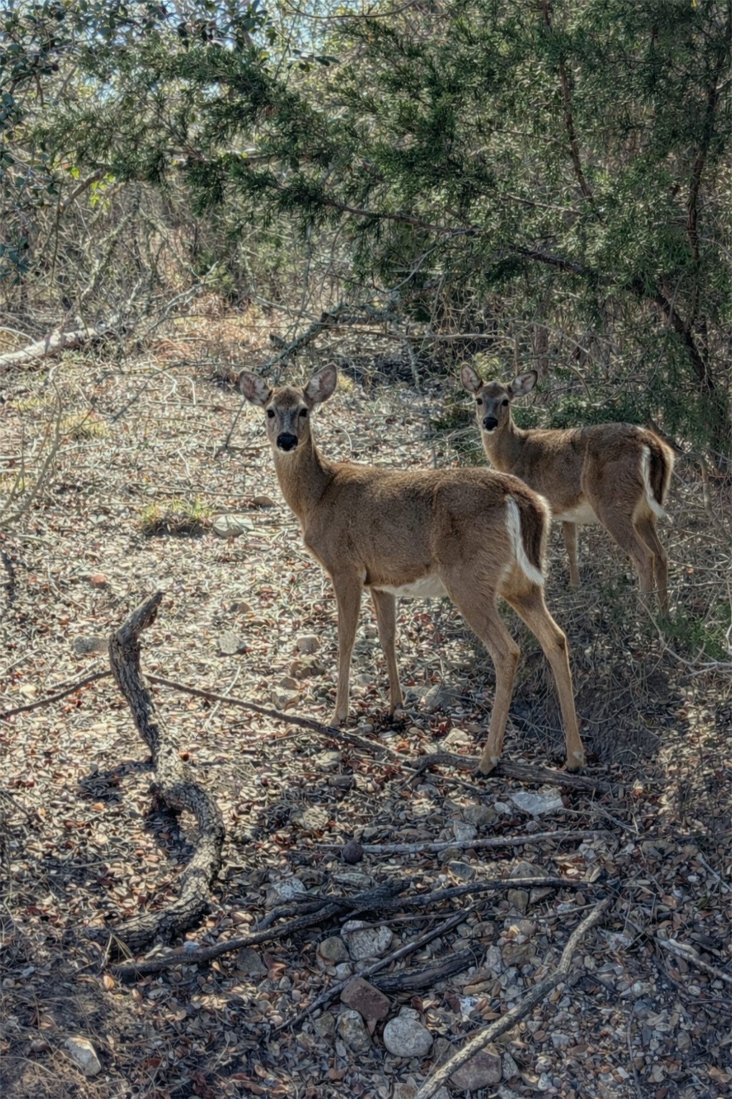 9487 Bauer Road Fayetteville, TX 78940 - Photo 8 of 16 a view of a yard