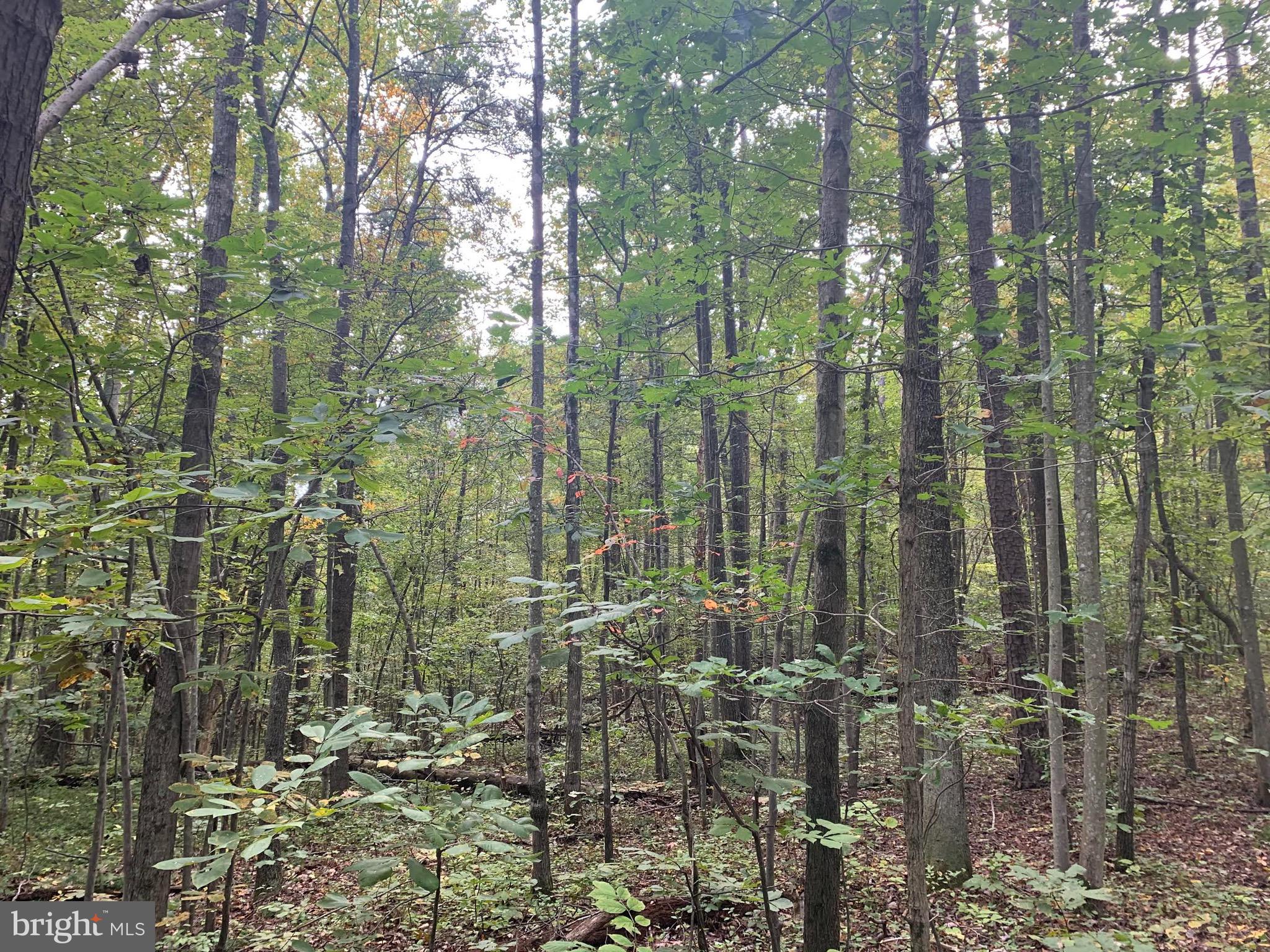 0 Varzara Road Marshall, VA 20115 - Photo 4 of 9 Gallery Image 4